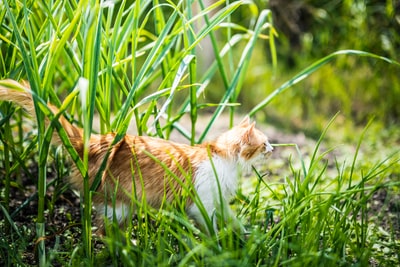 在绿色草地上的橙色和白色的猫在白天
